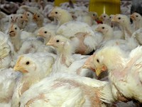 RI Ekspor Ayam Hidup ke Singapura, Saham CPIN-JPFA Ngacir