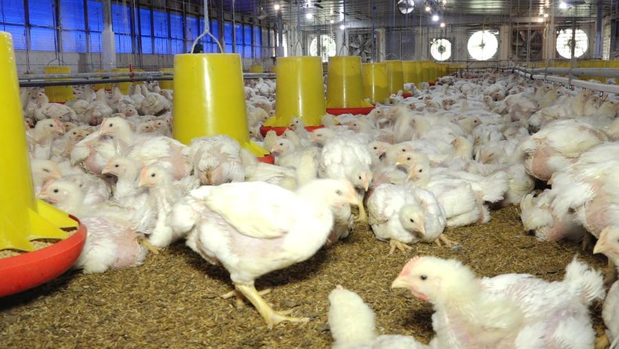 Peternakan Ayam Siap Ekspor (CNBC Indonesia TV)
