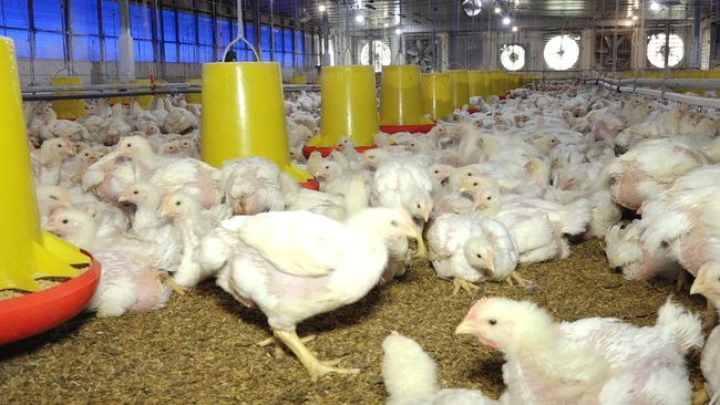 Peternak Ayam Oke Pemerintah Bangun Peternakan Terintegrasi, Minta Ini