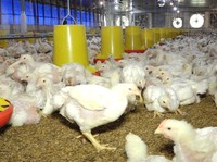 Peternak Ayam Oke Pemerintah Bangun Peternakan Terintegrasi, Minta Ini