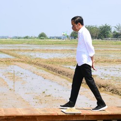 Jokowi Injak Kaki di Lumbung Beras di Sulawesi, Ini Lokasinya