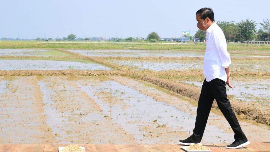 Presiden Joko Widodo meninjau langsung Balai Besar Penelitian Tanaman Padi (BBPadi) di Kabupaten Subang, Provinsi Jawa Barat, pada Selasa, 12 Juli 2022. (Muchlis Jr - Biro Pers Sekretariat Presiden)