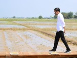 Jokowi Injak Kaki di Lumbung Beras di Sulawesi, Ini Lokasinya