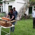 Tertua di Dunia, Raja Akhirnya Meninggal