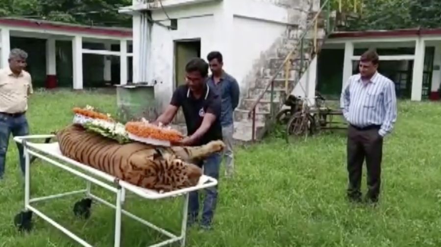 Raja Harimau India (Reuters TV)