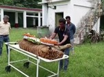 Tertua di Dunia, Raja Akhirnya Meninggal