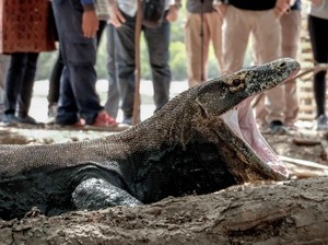 Periode Januari-Juni 2024, Tercatat 129.621 Turis Masuk TN Komodo