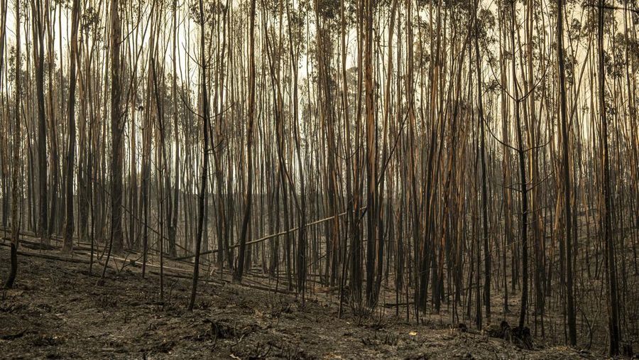 POMBAL, PORTUGAL - JULY 14: This photograph shows a burnt car on a carpentry company at Ansiao on July 14, 2022 in Pombal, Portugal. Wildfires have swept across the central part of the country amid temperatures exceeding 40 degrees celsius. (Photo by Octavio Passos/Getty Images)