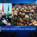 Duh! Harga TBS Anjlok, Petani Sawit Menjerit?