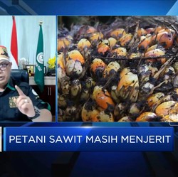 Duh! Harga TBS Anjlok, Petani Sawit Menjerit?
