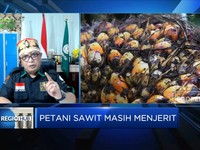 Duh! Harga TBS Anjlok, Petani Sawit Menjerit?