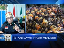 Duh! Harga TBS Anjlok, Petani Sawit Menjerit?