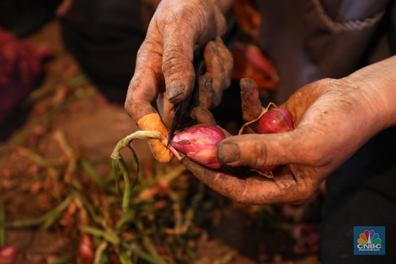Bawang Merah (CNBC Indonesia/Tri Susilo)