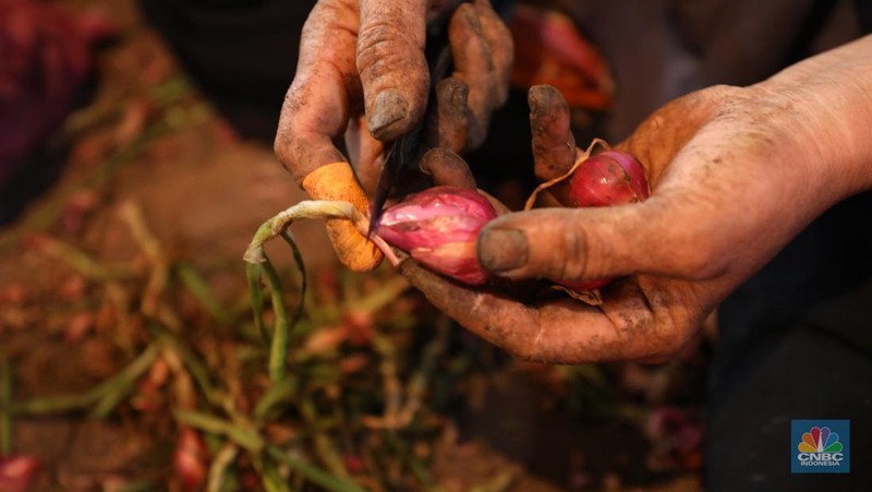 Bawang Merah (CNBC Indonesia/Tri Susilo)