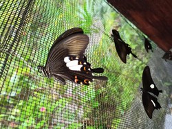 Kepompong Bisa Nempel di Pohon saat Metamorfosis, Benda Ini Penyebabnya Kepompong Bisa Nempel di Pohon saat Metamorfosis, Benda Ini Penyebabnya