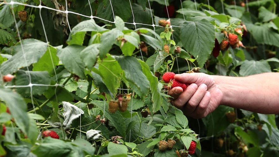 Buah raspberry (AFP via Getty Images/FRANCOIS WALSCHAERTS)
