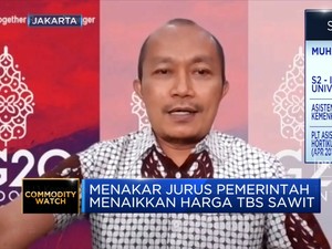 Pemerintah Sebut Ini Dia Solusi Terbaik Naikkan TBS Sawit