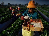 Indeks Bisnis Capai Skor 103,2, BRI Gas Terus Bantu UMKM