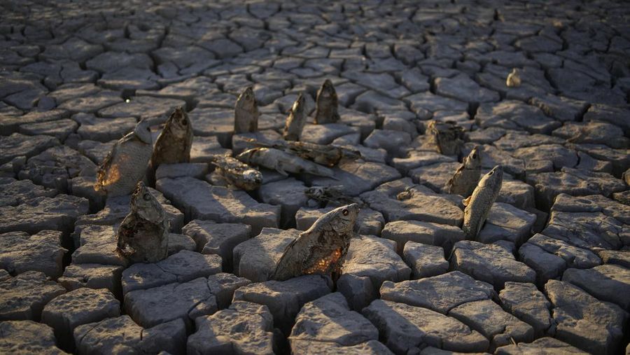 Dead and desiccated fish arranged by a visitor to the Lake Mead National Recreation Area stick out of cracked mud Tuesday, June 28, 2022, near Boulder City, Nev. The area, once under the waters of Lake Mead, dried up as water levels dropped. (AP Photo/John Locher)