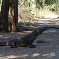 Fakta Mengejutkan Soal Komodo di NTT Diungkap Ahli UGM