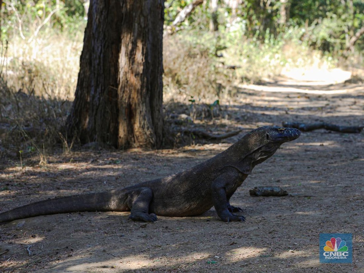 Ancaman dan Upaya Konservasi Komodo Agar Tidak Punah di Indonesia