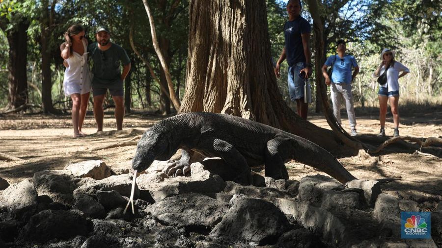 Wisatawan berkunjung di Taman Nasional Komodo, Pulau Komodo, Nusa Tenggara Timur, Minggu (24/7/2022). (CNBC Indonesia/ Andrean Kristianto)
