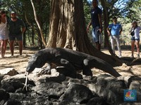 Taman Nasional Komodo Bakal Ditutup Tahun Depan, Apa Alasannya?