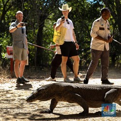 Tiket Masuk Rp3,75 Juta, Intip Keindahan Pulau Komodo & Padar