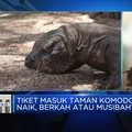 Jokowi Naikkan Tarif TN Komodo, Berkah atau Musibah?