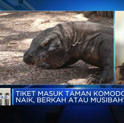 Jokowi Naikkan Tarif TN Komodo, Berkah atau Musibah?