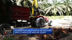 Mendag Zulkifli Buka Wacana Hapus DMO Sawit