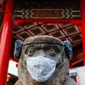 Bukan Inflasi! Jepang Geger Gegara Monyet, Kok Bisa?