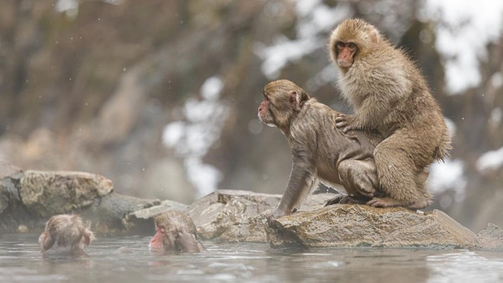 Ilustrasi monyet (SOPA Images/LightRocket via Gett/SOPA Images)
