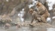 Jepang Eksekusi Monyet Perampok yang Suka Nyerang Warga