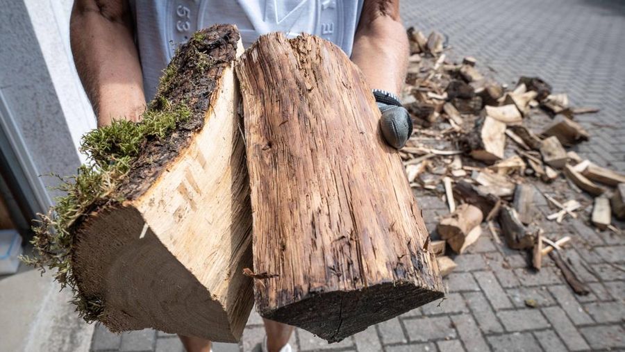 Monique Müller, rimbawan distrik dari August Bier Foundation, mengambil kayu bakar dari sebuah kamp. (dpa/picture alliance via Getty Images)