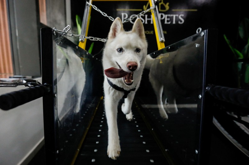 EMIRATES-GYM/DOGS Dogs run on a treadmill at Posh Pets, a dog gym in Abu Dhabi, United Arab Emirates, July 19, 2022. REUTERS/Amr Alfiky