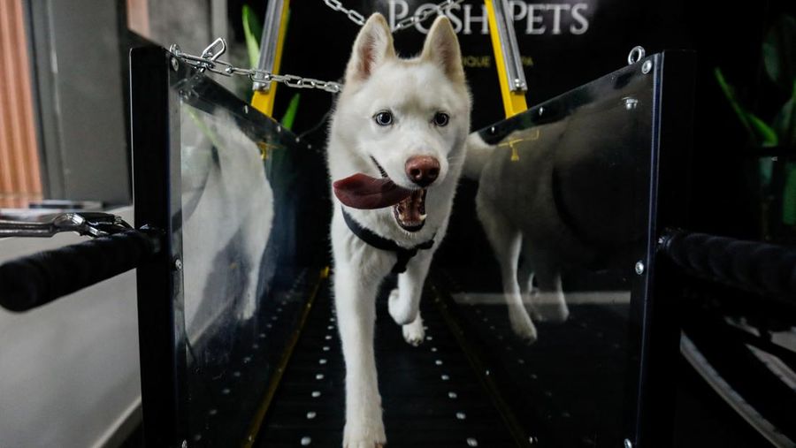 Dogs run on a treadmill at Posh Pets, a dog gym in Abu Dhabi, United Arab Emirates, July 19, 2022. REUTERS/Amr Alfiky