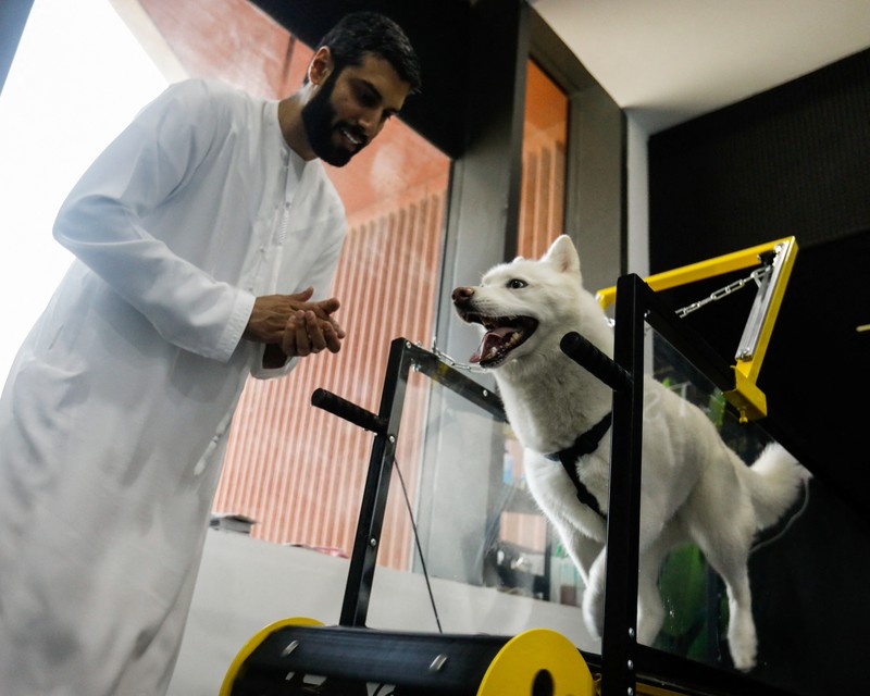 EMIRATES-GYM/DOGS Dogs run on a treadmill at Posh Pets, a dog gym in Abu Dhabi, United Arab Emirates, July 19, 2022. REUTERS/Amr Alfiky