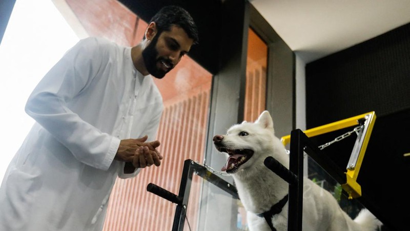 Dogs run on a treadmill at Posh Pets, a dog gym in Abu Dhabi, United Arab Emirates, July 19, 2022. REUTERS/Amr Alfiky