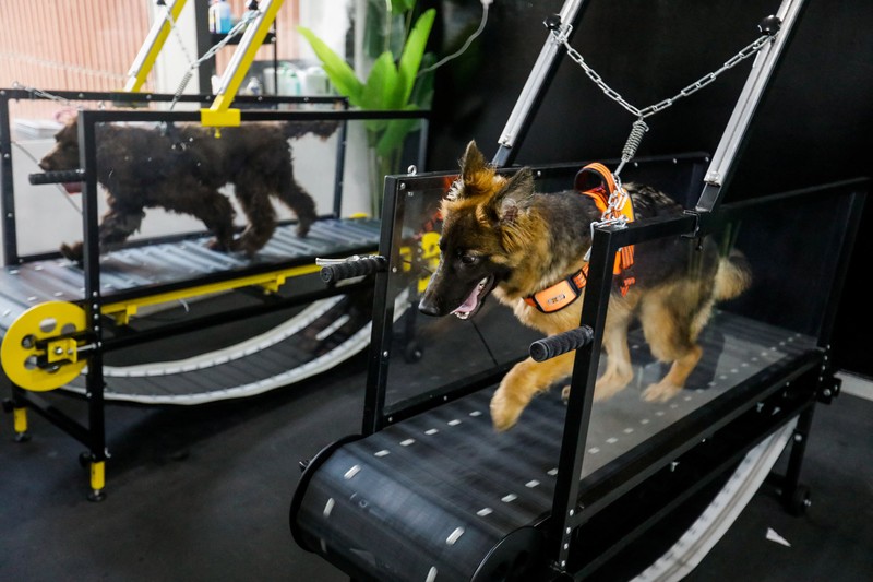 EMIRATES-GYM/DOGS Dogs run on a treadmill at Posh Pets, a dog gym in Abu Dhabi, United Arab Emirates, July 19, 2022. REUTERS/Amr Alfiky