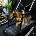 Super Gemas! Potret Anjing Nikmati Fasilitas Gym di UEA