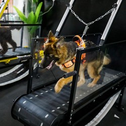 Super Gemas! Potret Anjing Nikmati Fasilitas Gym di UEA