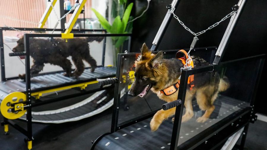 Dogs run on a treadmill at Posh Pets, a dog gym in Abu Dhabi, United Arab Emirates, July 19, 2022. REUTERS/Amr Alfiky