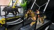 Super Gemas! Potret Anjing Nikmati Fasilitas Gym di UEA