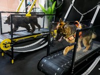 Super Gemas! Potret Anjing Nikmati Fasilitas Gym di UEA