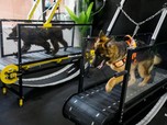 Super Gemas! Potret Anjing Nikmati Fasilitas Gym di UEA