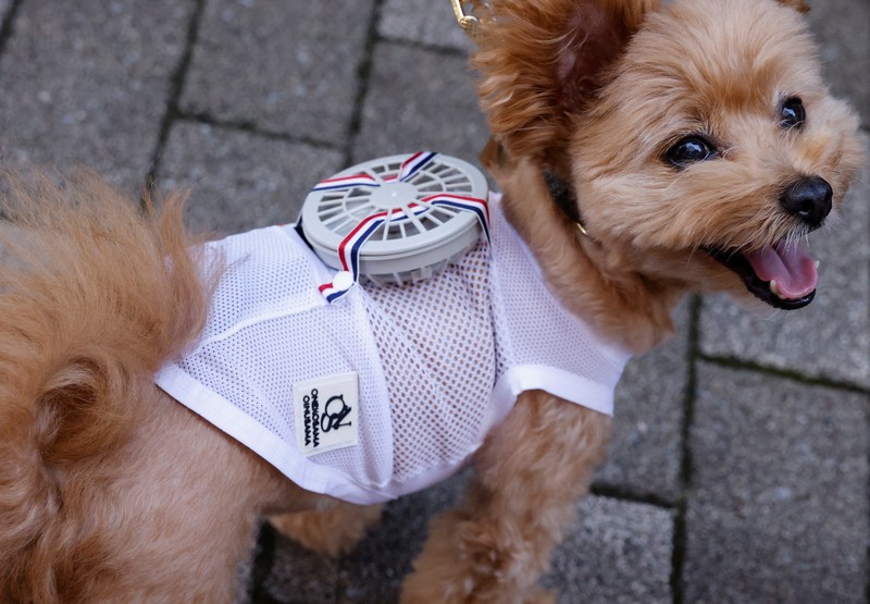 JAPAN-DOGS/WEARABLE FAN A 9-y-o female pet dog named Moco, a Pomeranian and Poodle Mix, wears a battery-powered fan outfit for pets, developed by Japanese maternity clothing maker