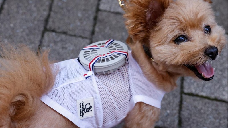 A 9-y-o female pet dog named Moco, a Pomeranian and Poodle Mix, wears a battery-powered fan outfit for pets, developed by Japanese maternity clothing maker 