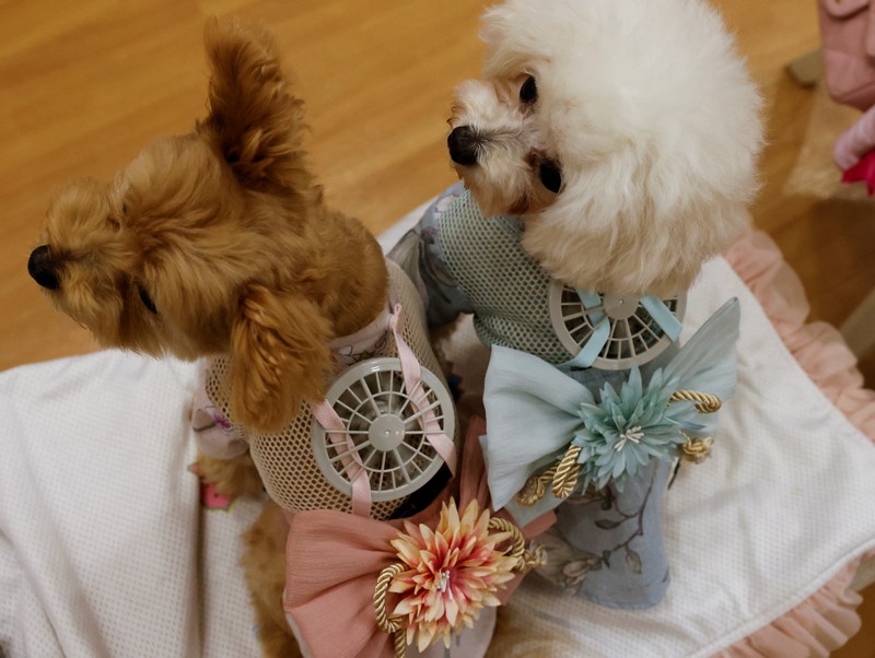 JAPAN-DOGS/WEARABLE FAN A 9-y-o female pet dog named Moco, a Pomeranian and Poodle Mix, wears a battery-powered fan outfit for pets, developed by Japanese maternity clothing maker
