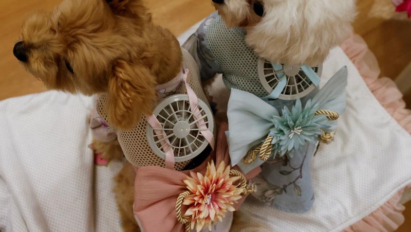 A 9-y-o female pet dog named Moco, a Pomeranian and Poodle Mix, wears a battery-powered fan outfit for pets, developed by Japanese maternity clothing maker 